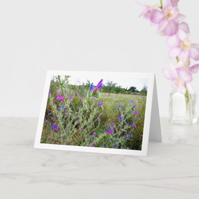 Lila Viper's bugloss, Echium Pflanze Karte (Orchidee)