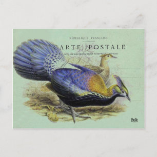 Lila Vogel Postkarte
