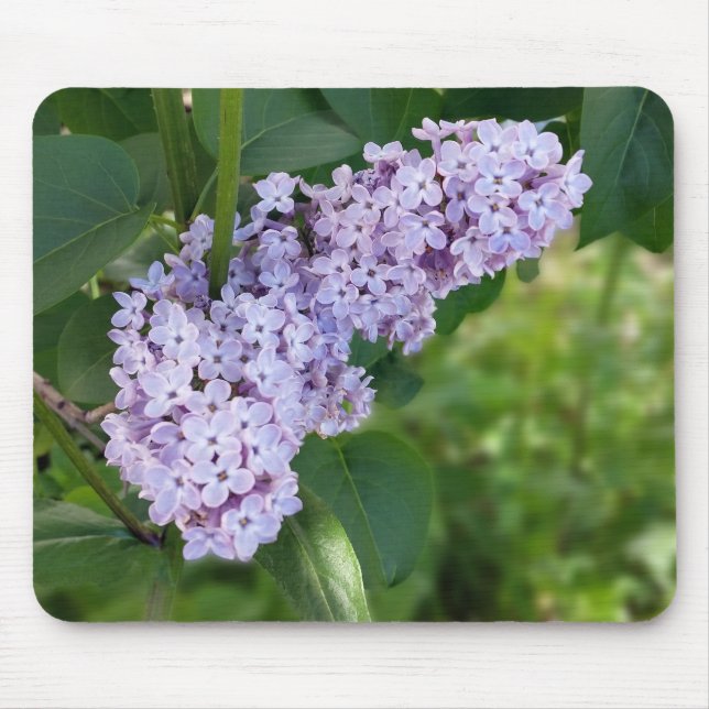 Lila-Vorhang Mousepad (Vorne)