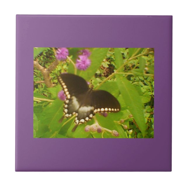 Lila, wackeliger Schwarzmonarch Fliese (Vorderseite)