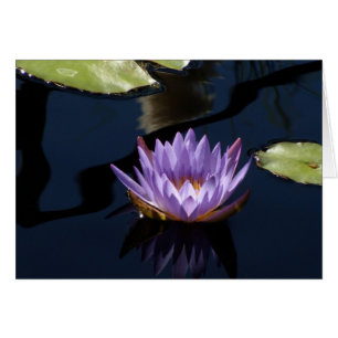Lila Wasser-Lilie