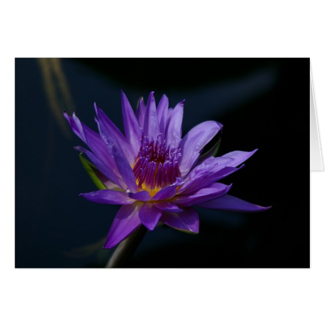 Lila Wasserlilie (Vorderseite (Horizontal))