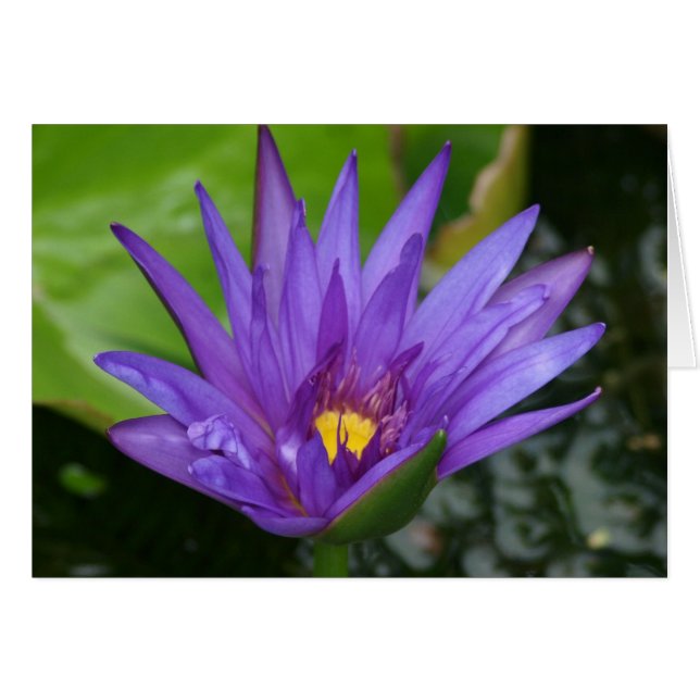 Lila Wasserlilie (Vorderseite (Horizontal))