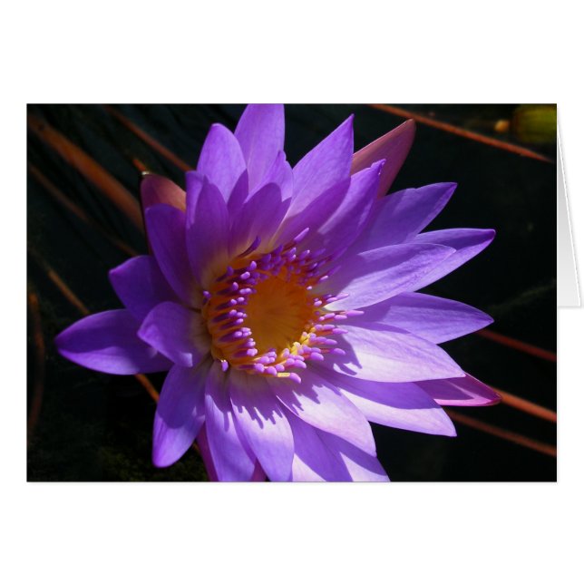 Lila Wasserlilie (Vorderseite (Horizontal))