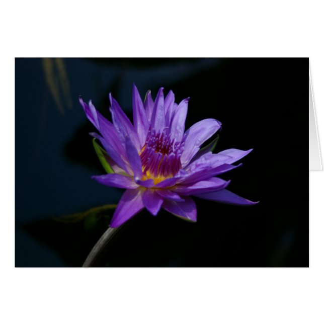 Lila Wasserlilie Lotus (Vorderseite (Horizontal))