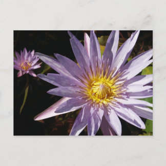Lila Wasserlilie Postkarte