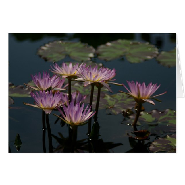 Lila Wasserlilien Lotus (Vorderseite (Horizontal))