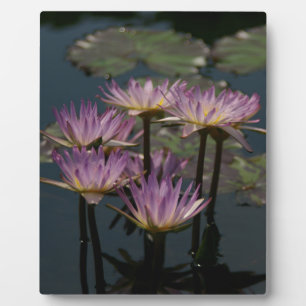 Lila Wasserlilien Lotus Fotoplatte