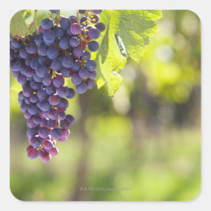 Lila Weinrebe Quadratischer Aufkleber