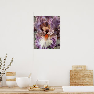 Lila-weiße Schwertlilie mit orangefarbenem Bart-Bl Poster