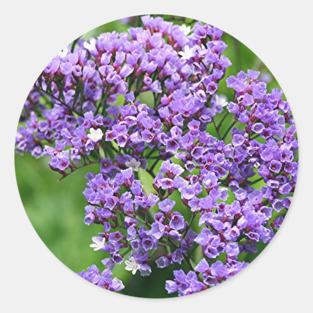 Lila-weiße Statice (Limonium) Blume in Blüte Runder Aufkleber (Vorderseite)