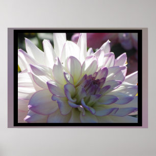 Lila-White-Dahlia-Blume Poster