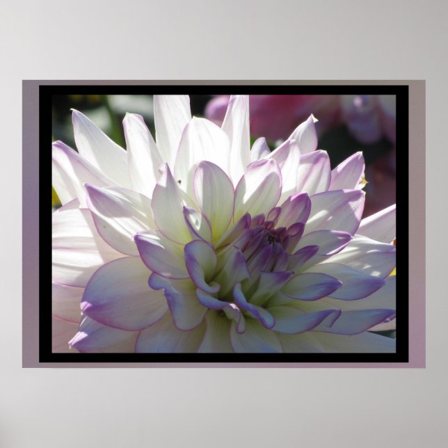 Lila-White-Dahlia-Blume Poster (Vorne)