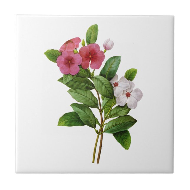 Lila-White Periwinkle von Redoute Fliese (Vorderseite)