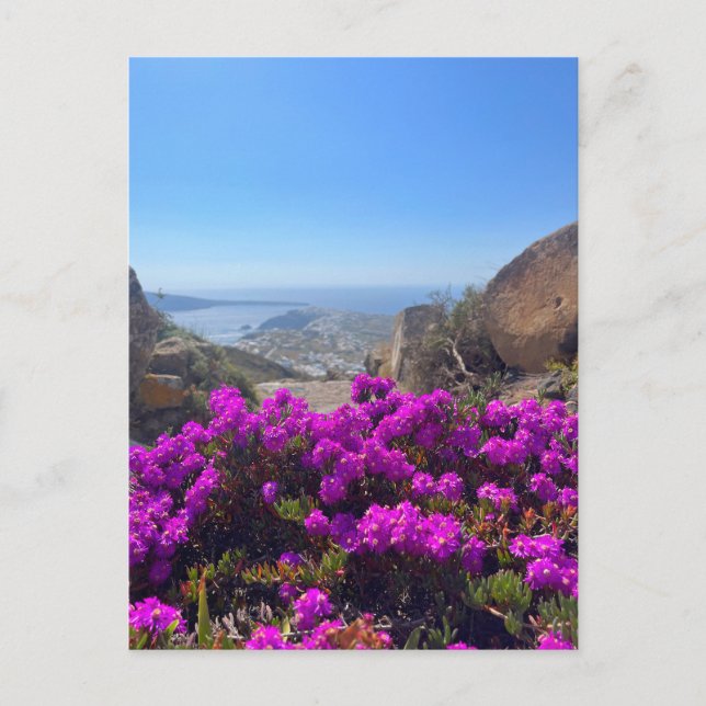 Lila wild lebende Blume Santorini Griechenland Fot Postkarte (Vorderseite)