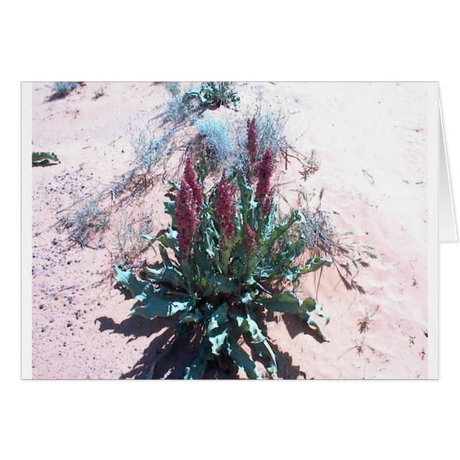 Lila Wildblumen (Vorderseite (Horizontal))