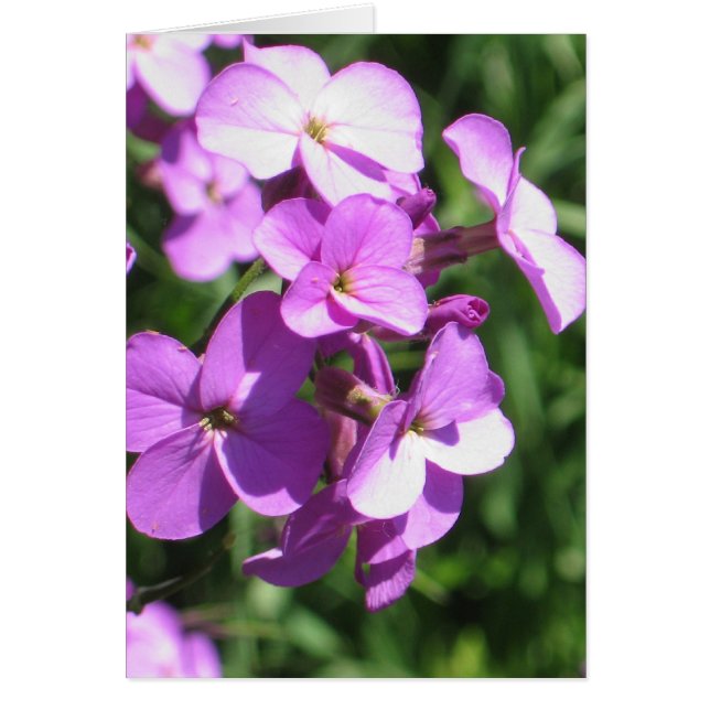 Lila Wildblumen (Vorne)