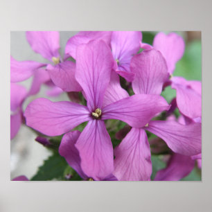 Lila Wildblumen Druck Poster