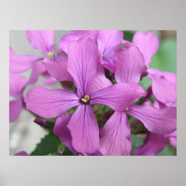 Lila Wildblumen drucken Poster (Vorne)