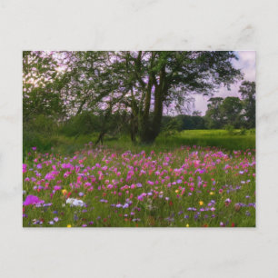 Lila Wildblumen in der Abenddämmerung des Landes Feiertagspostkarte