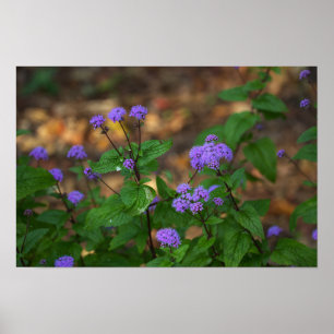 Lila Wildblumen Poster