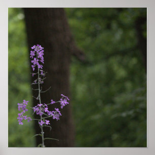 Lila Wildblumen Poster