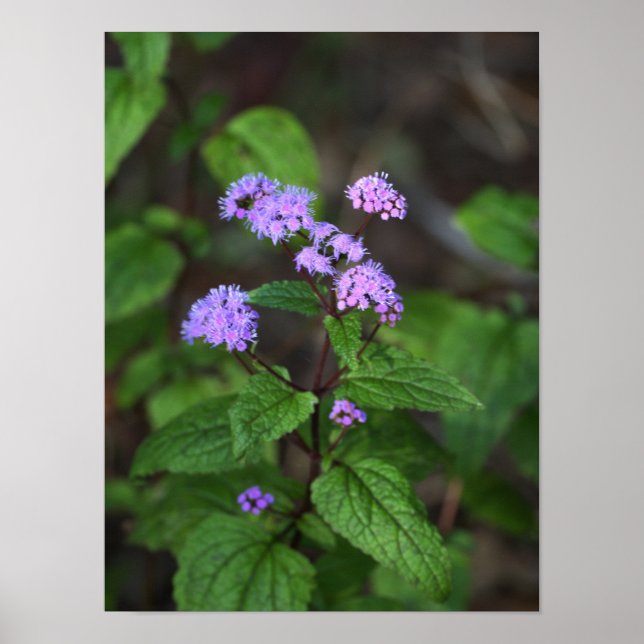Lila Wildblumen Poster (Vorne)