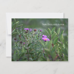 Lila Wildblumen Postkarte