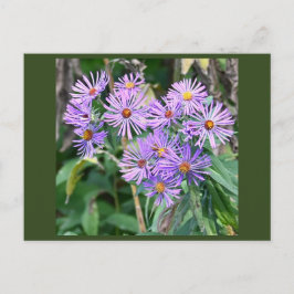 Lila Wildblumen Postkarte