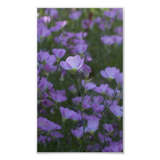 lila Wildblumen überall Fotodruck (Vorne)
