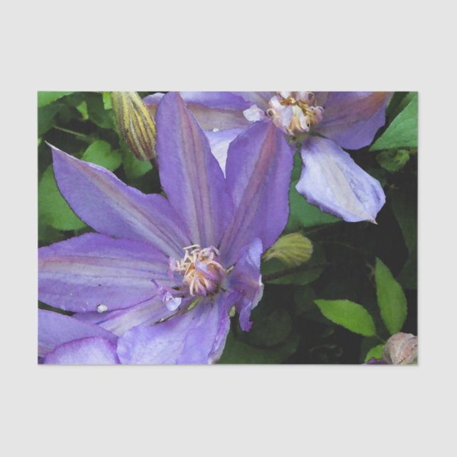 Lila Winden-Blume Decoupage Seidenpapier (Vorderseite)