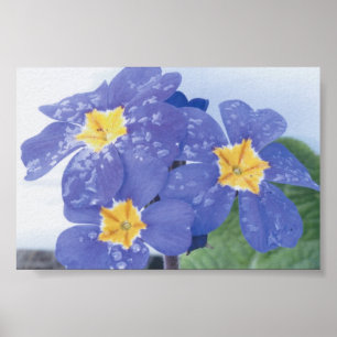 Lila Winterblühender Pansy Poster