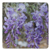 Lila Wisteria-Blume im Frühling mit Bienen-Foto
