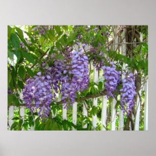 Lila Wisteria ~ Druck Poster
