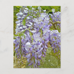 Lila Wisteria-Koordinationsaufgaben Postkarte