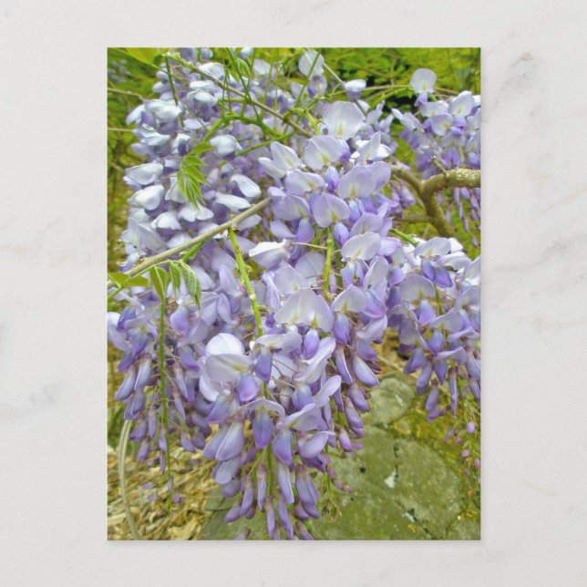 Lila Wisteria-Koordinationsaufgaben Postkarte (Vorderseite)