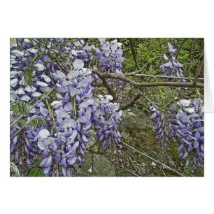 Lila Wisteria-koordiniereneinzelteile