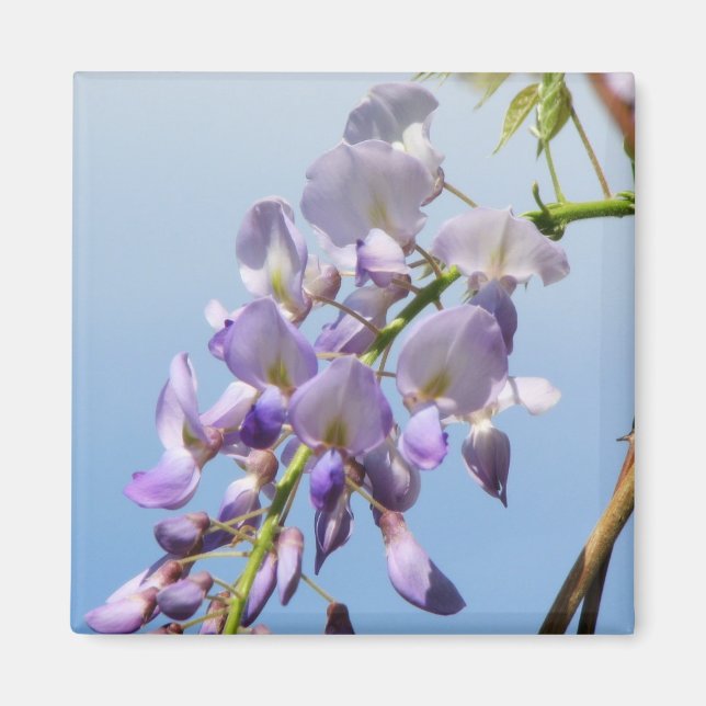 Lila Wisteria Magnet (Vorne)