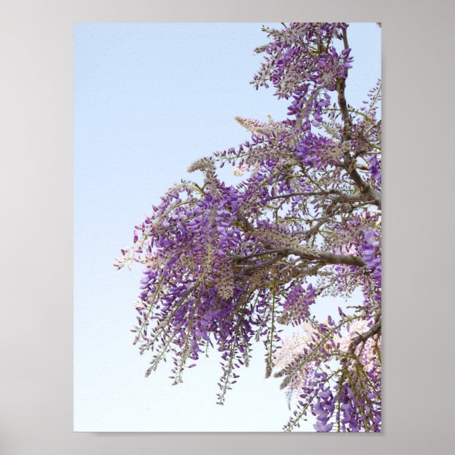 Lila Wisteria Poster (Vorne)