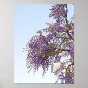 Lila Wisteria-Poster Poster