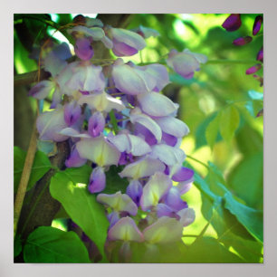Lila Wisterienblüte Poster