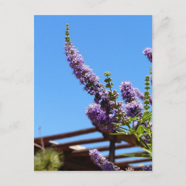 Lila Wüste Blume Postkarte (Vorderseite)