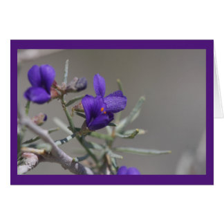 Lila Wüste Wildblume