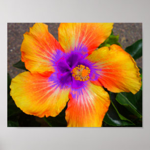 Lila Zentrum für Blume Poster