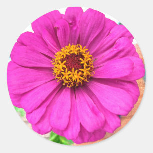 Lila Zinnia-Blume im Blut Runder Aufkleber