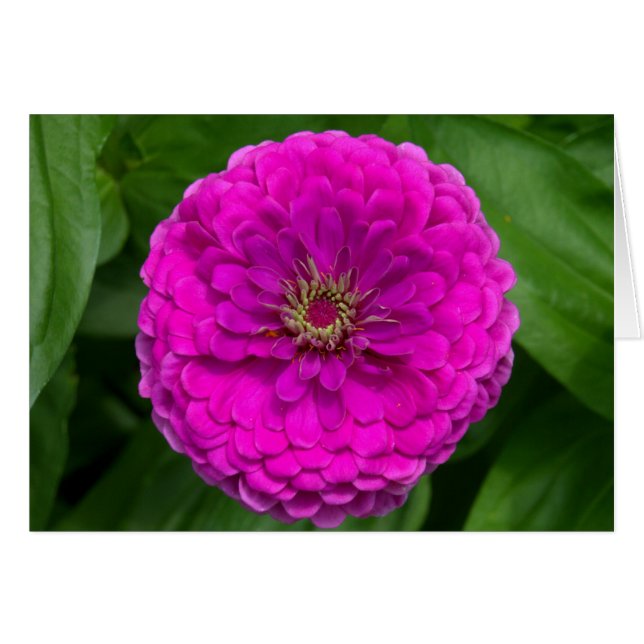Lila Zinnia-Karte (Vorderseite (Horizontal))