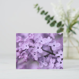 Lila Zweige der Lilac-Blume Feiertagspostkarte