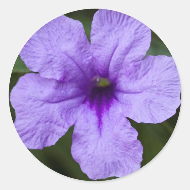 Lila Zwerg mexikanische Petunia Runder Aufkleber (Vorderseite)