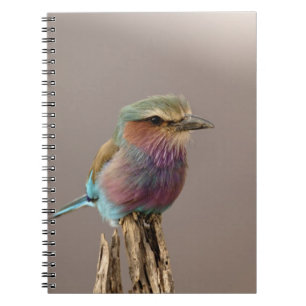 Lilablauer Roller, Coracias caudata, Samburu Notizblock