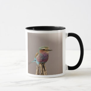 Lilablauer Roller, Coracias caudata, Samburu Tasse